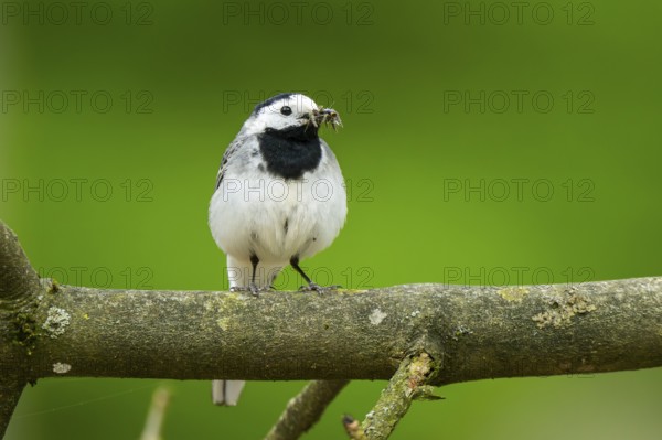 White wagtail (Motacilla alba) sitting on a branch, Bavaria, Germany, Europe