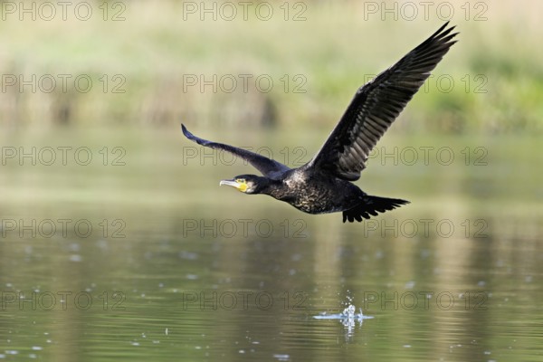 Cormorant (Phalacrocorax carbo), in flight, shallow lake, nature reserve, Reuss valley, Canton