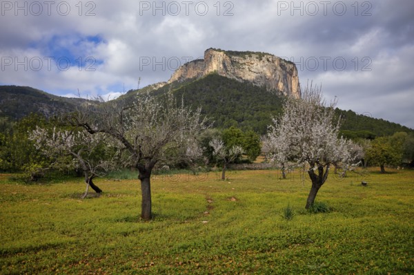 Almond blossom, almond trees, plantation, Tramuntana mountains behind, Serra de Tramuntana, Alaró,