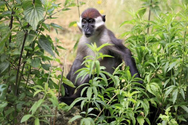Red-crowned mangabey (Cercocebus torquatus), adult vigilant