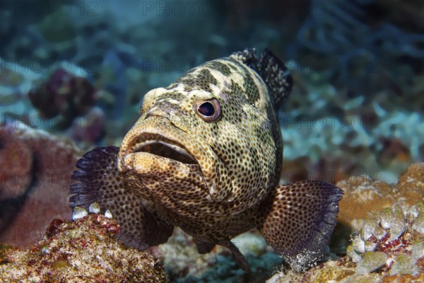 Portrait Tomato grouper (Cephalopholis sonnerati) colour variant, front view, Great Barrier Reef,