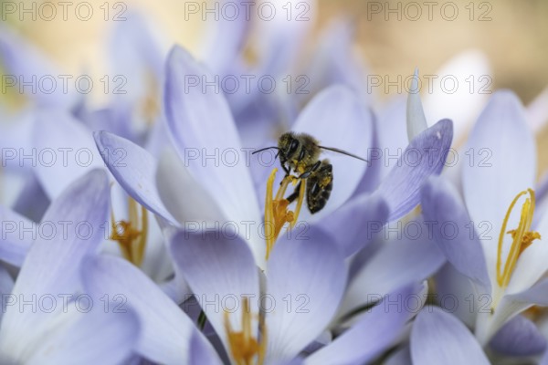 Elfin crocus (Crocus tommasinianus) with honey bee (Apis mellifera), Emsland, Lower Saxony,