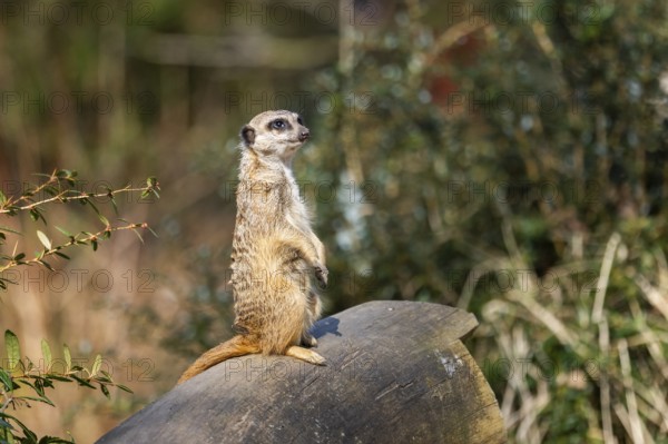 Meerkat (Suricata suricatta) standing sweet and curious in the desert, captive, occurrence Africa