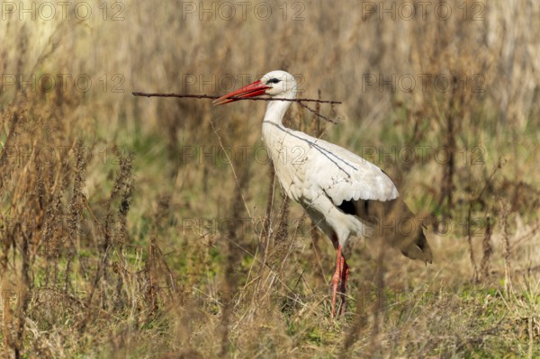 Stork balancing a stick in its beak, surrounded by dry grass, White Stork (Ciconia ciconia),