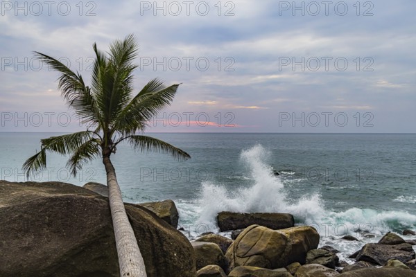 Wild beach with surf on the coast facing the Indian Ocean. Palm trees and high waves at sunset.