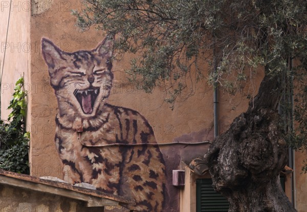 Graffiti cat, house wall, artist village Deià, Tramuntana mountains, Serra de Tramuntana, Majorca,