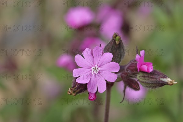Red campion (Silene dioica), close-up of a flower in a meadow, Wilnsdorf, North Rhine-Westphalia,