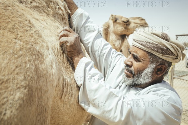 Camel breeder with his dromedaries (Camelus dromedarius) on his farm near Shisr, Dhofar, Oman, Asia
