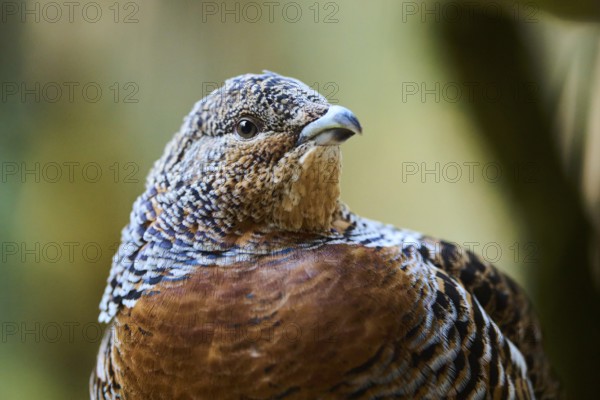 Western capercaillie (Tetrao urogallus) female (hen) portrait, Bavaria, Germany, Europe