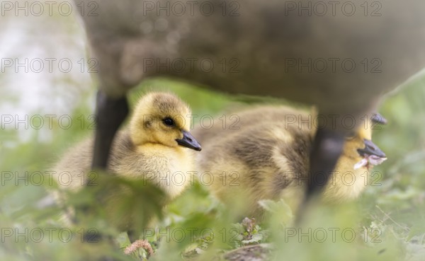 Canada goose chicks (Branta canadensis) three standing in the grass, protectively surrounded by the