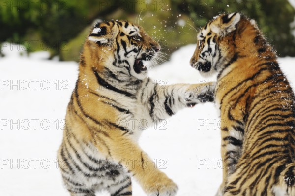 Two tiger cubs playing lively in the snow, surrounded by nature, Siberian tiger (Panthera tigris
