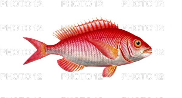 Fish, Fish, Sea bream family, Sparus erythrinus, Historical, digitally restored reproduction from a