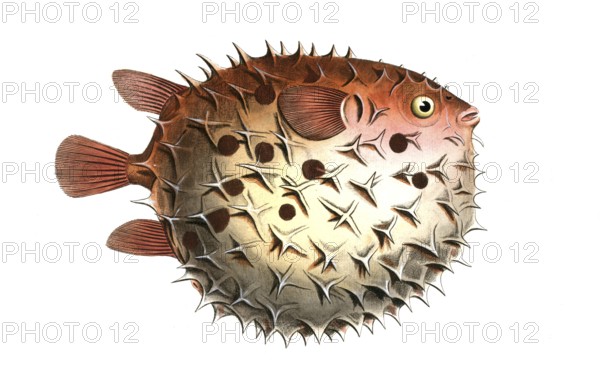 Fish, Fishes, Family of Hedgehogfish, Diodon orbicularis, Balloon fish, Prickly Bottlefish,