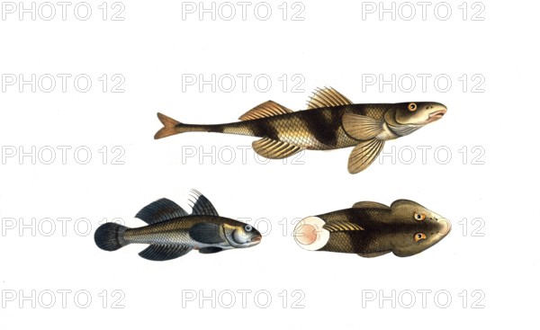 Fish, Fish, top and right: Genus of the family Perch, Perca asper, The rough-Perch. bottom left: