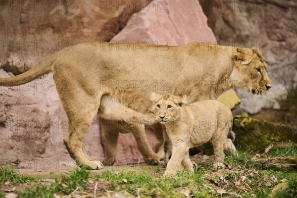 Asiatic lion (Panthera leo persica) female (mother) with her cub, captive