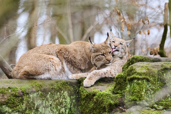 Eurasian lynx (Lynx lynx) mother with her youngster lying on a rock, Bavaria, Germany, Europe
