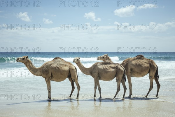 Dromedaries (camelus dromedarius) on the beach of the Indian Ocean, Dalkut, Dhofar, Oman, Asia