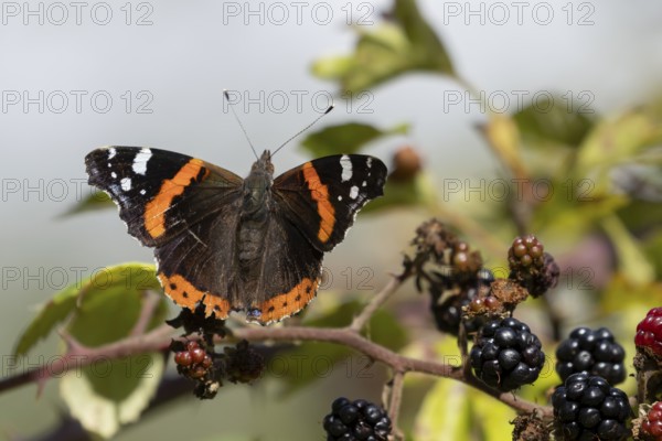 Red admiral butterfly (Vanessa atalanta) adult insect feeding on a blackberry fruit in the summer,