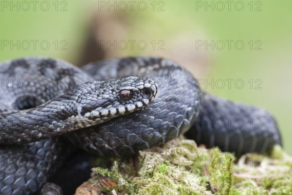 Common european adder or European viper (Vipera berus) adult black snake coiled up resting,