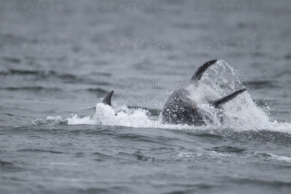 Common bottlenose dolphin (Tursiops truncatus) two adult marine mammals on the surface of the sea,