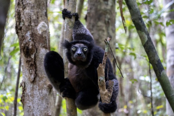 Indri (Indri indri), Le Palmarium Reserve, Ambinaninony, Atsinanana, Madagascar, Africa