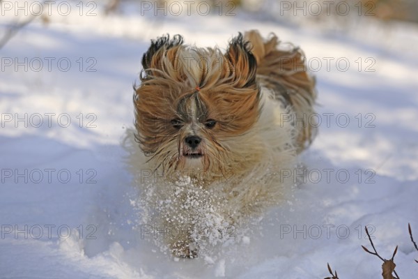 Lhasa Apso, Lhasa terrier, lion dog, Tibet, snow