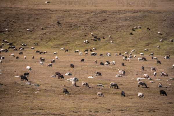 Sheep grazing in a meadow, mountain landscape, Tian Shan, Sky Mountains, Sary Jaz Valley,