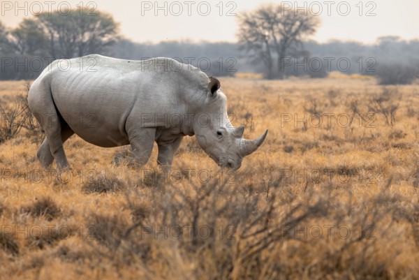 Southern white rhinoceros (Ceratotherium simum simum), rhino in the evening light, Khama Rhino