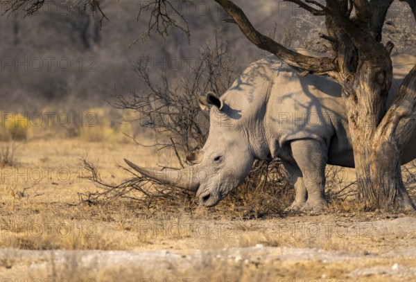 Southern white rhinoceros (Ceratotherium simum simum), rhino in the savannah under a tree, Khama