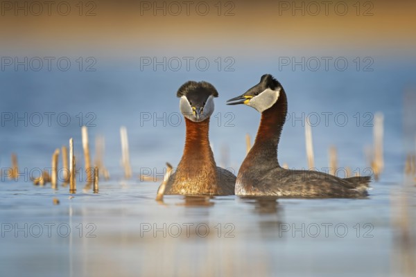 Red-necked Grebe (Podiceps grisegena) grebe, pair, courtship, courtship, mating, calling, shallow