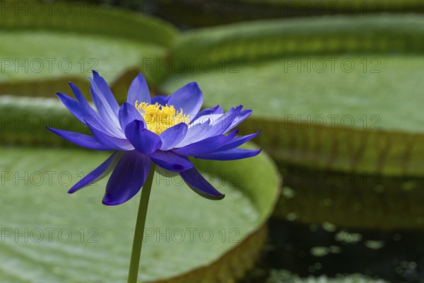 Water lily (Nymphea), Princess of Wales Conservatory, Royal Botanic Gardens (Kew Gardens), UNESCO