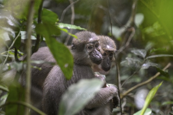 Olivet (Cercocebus agilis) near the Baï-Hokou, Dzanga-Ndoki National Park, Unesco World Heritage