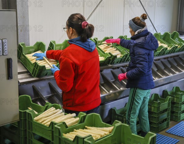Wesel, North Rhine-Westphalia, Germany, harvest workers from Eastern Europe wash and sort the
