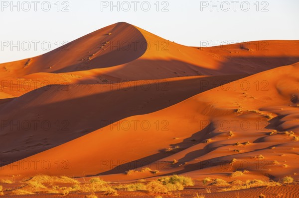 Wind-sculpted curved sand dunes in the evening light, in the Rub al Khali desert, Dhofar province,