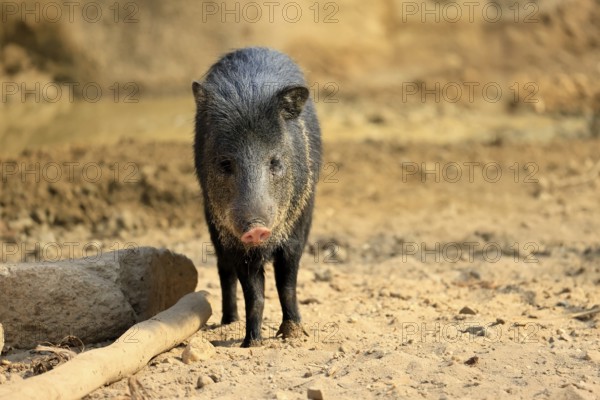 Collared peccary (Peccari angulatus), adult, foraging, South America