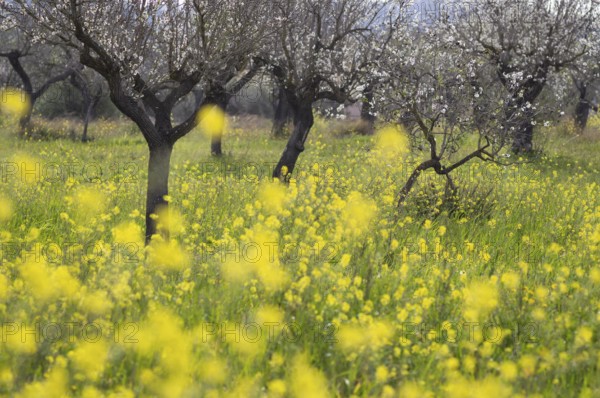 Almond blossom, almond trees, plantation, Bermuda buttercup (Oxalis pes-caprae), also known as low
