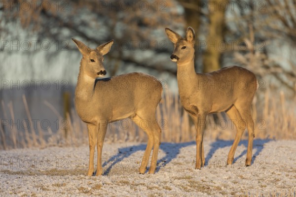 Roe deer on hoar frosted meadow at minus 15 °C at sunrise. Trees and dead stinging nettle in