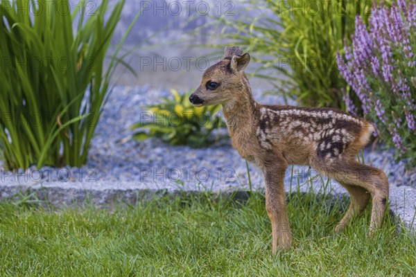 A fawn (Capreolus capreolus), standing in a garden. Hand raised orphan