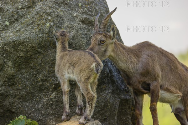 One adult female ibex (Capra ibex) standing on a rock, grooming her baby