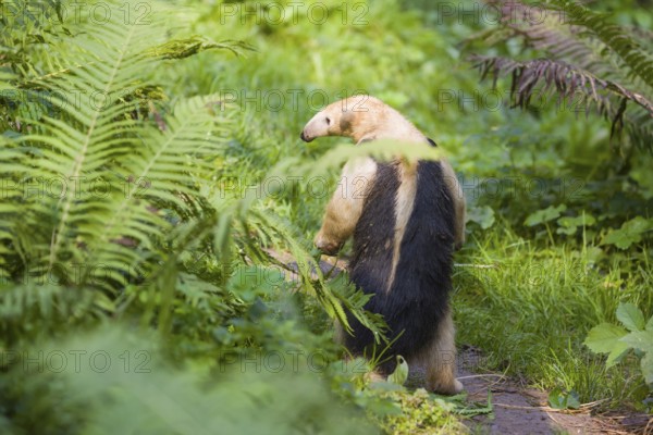 One southern tamandua (Tamandua tetradactyla), standing tall, in defensive position
