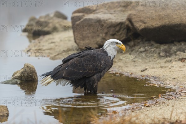 One Bald Eagle, Haliaeetus leucocephalus, standing in the shallow water ashore a small pond on a