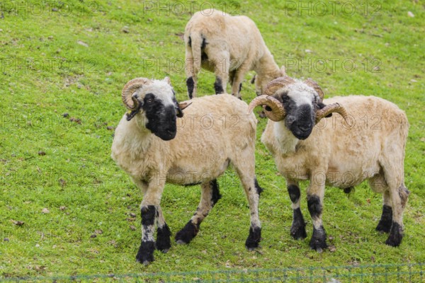 Three Valais Blacknose sheep (Avis Aries) stand on a green meadow on hilly ground
