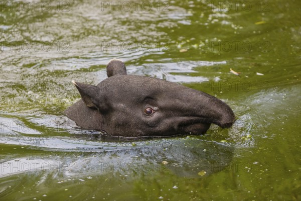 A Malayan tapir (Acrocodia indica) swims in a river