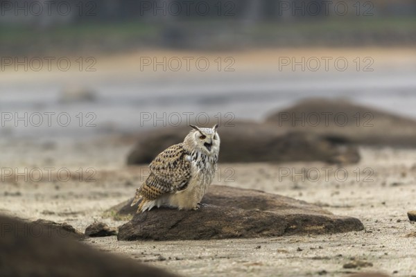 One Siberian Eagle Owl (Bubo bubo sibiricus) sitting on a rock at a dry lakeshore on an autumnal