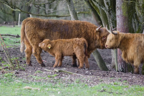 A family of Highlands (Bos (primigenius), a bull, a cow and a calf stand at a forest edge