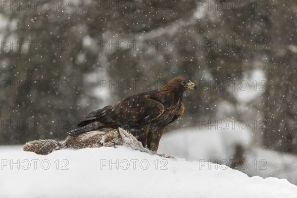 One golden eagle (Aquila chrysaetos) sitting on a carcass of a red fox on a snowy meadow during