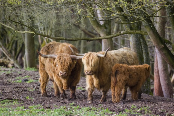 A family of Highlands (Bos (primigenius), a bull, a cow and a calf stand at a forest edge