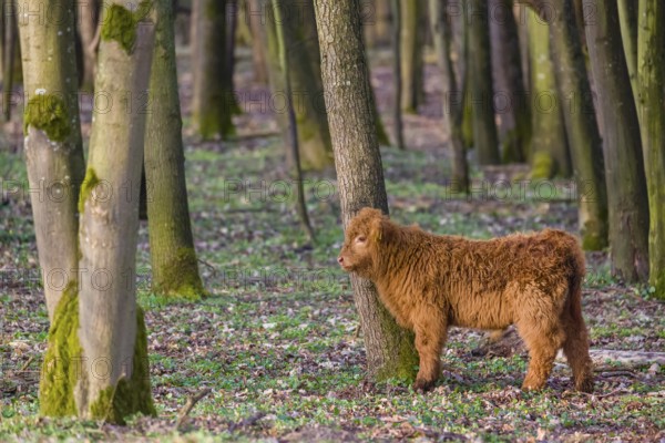 One Highland calf (Bos (primigenius) taurus) stands at a forest edge