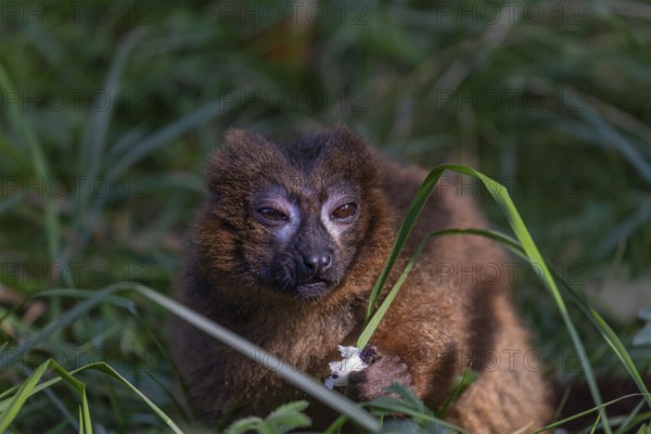 One red-bellied lemur (Eulemur rubriventer) sitting on grass, feeding on a leaf. Green vegetation