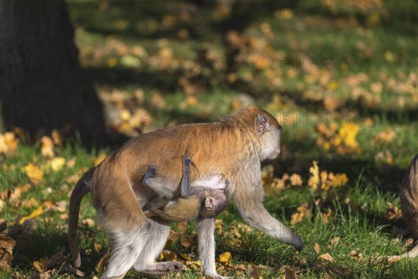 One female patas monkey (Erythrocebus patas)with her baby in late light on a green meadow